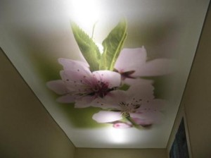 Изображение цветов с подсветкой